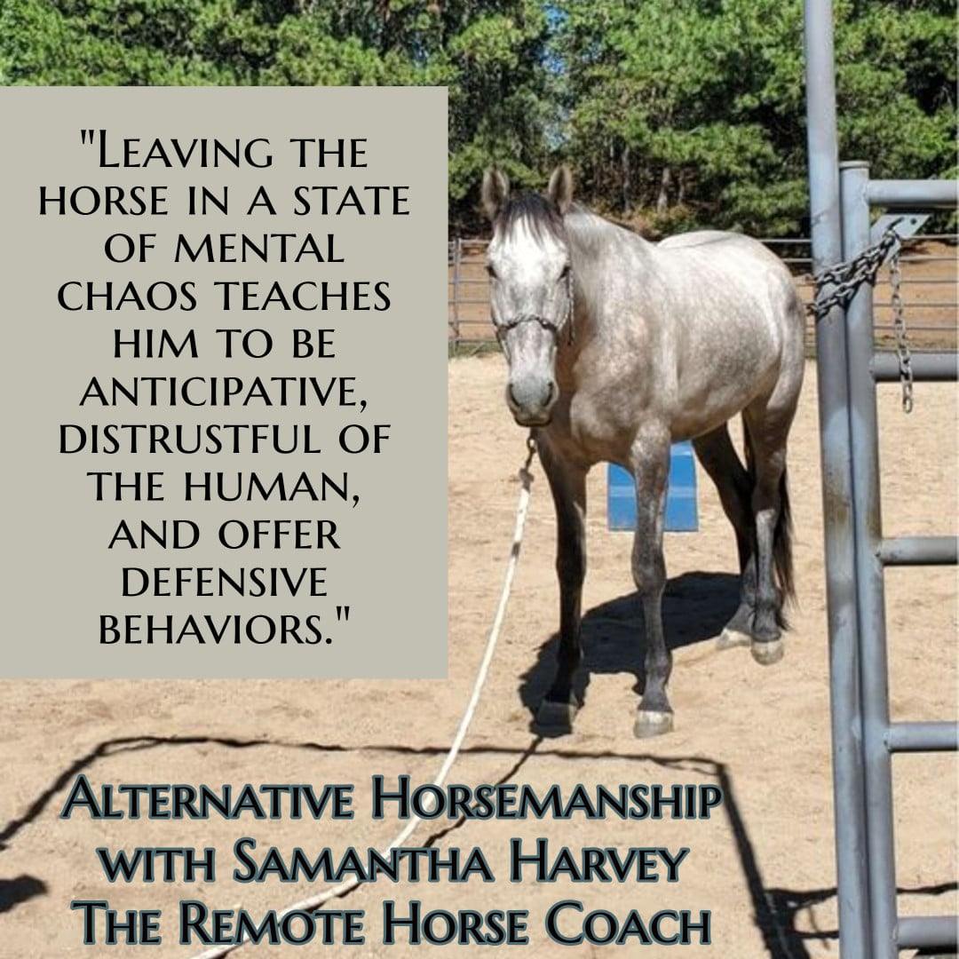 Horse training moment