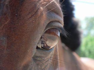 Bay horse eye