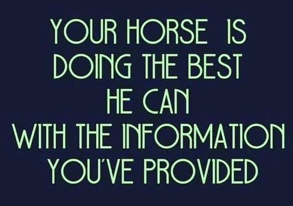 Horse learning quote