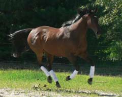 Alternative Horsemanship™ bay thoroghbred galloping