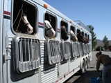 Samantha Harvey Hauling 10 Horse Trailer