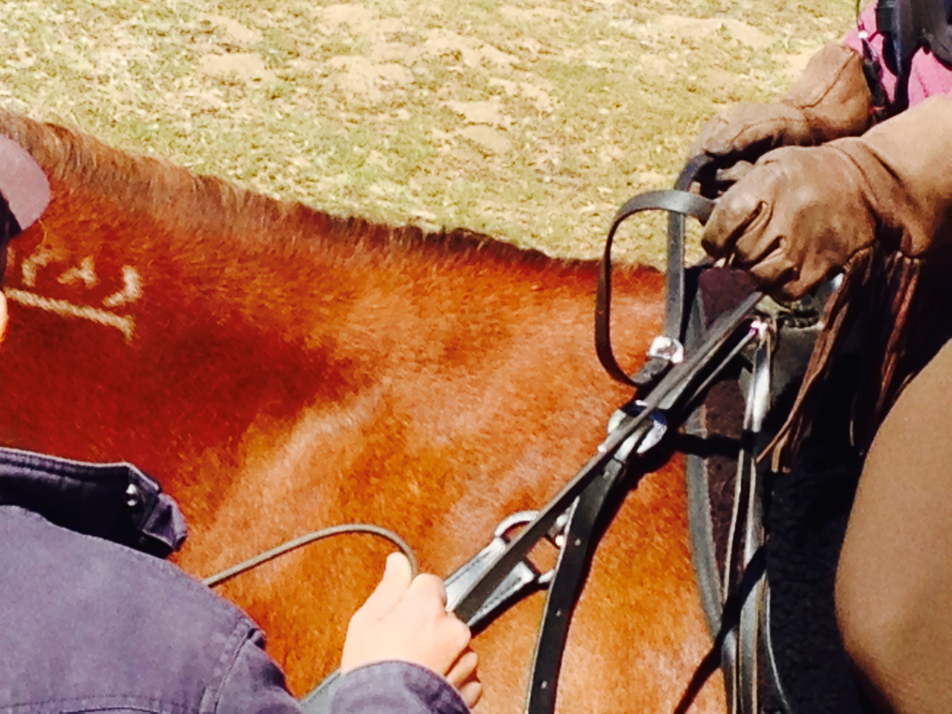 Alternative Horsemanship™ teaching hands Clinics