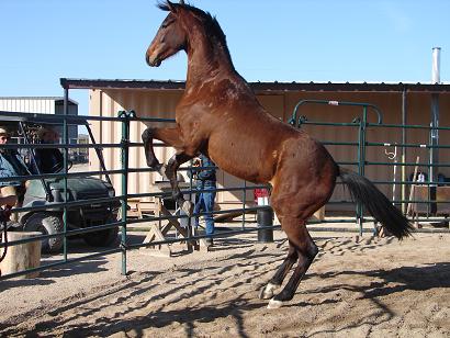 Samantha Harvey working with a bay thoroughbred horse rearing