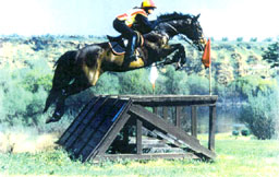 Samantha Harvey 3 day eventing